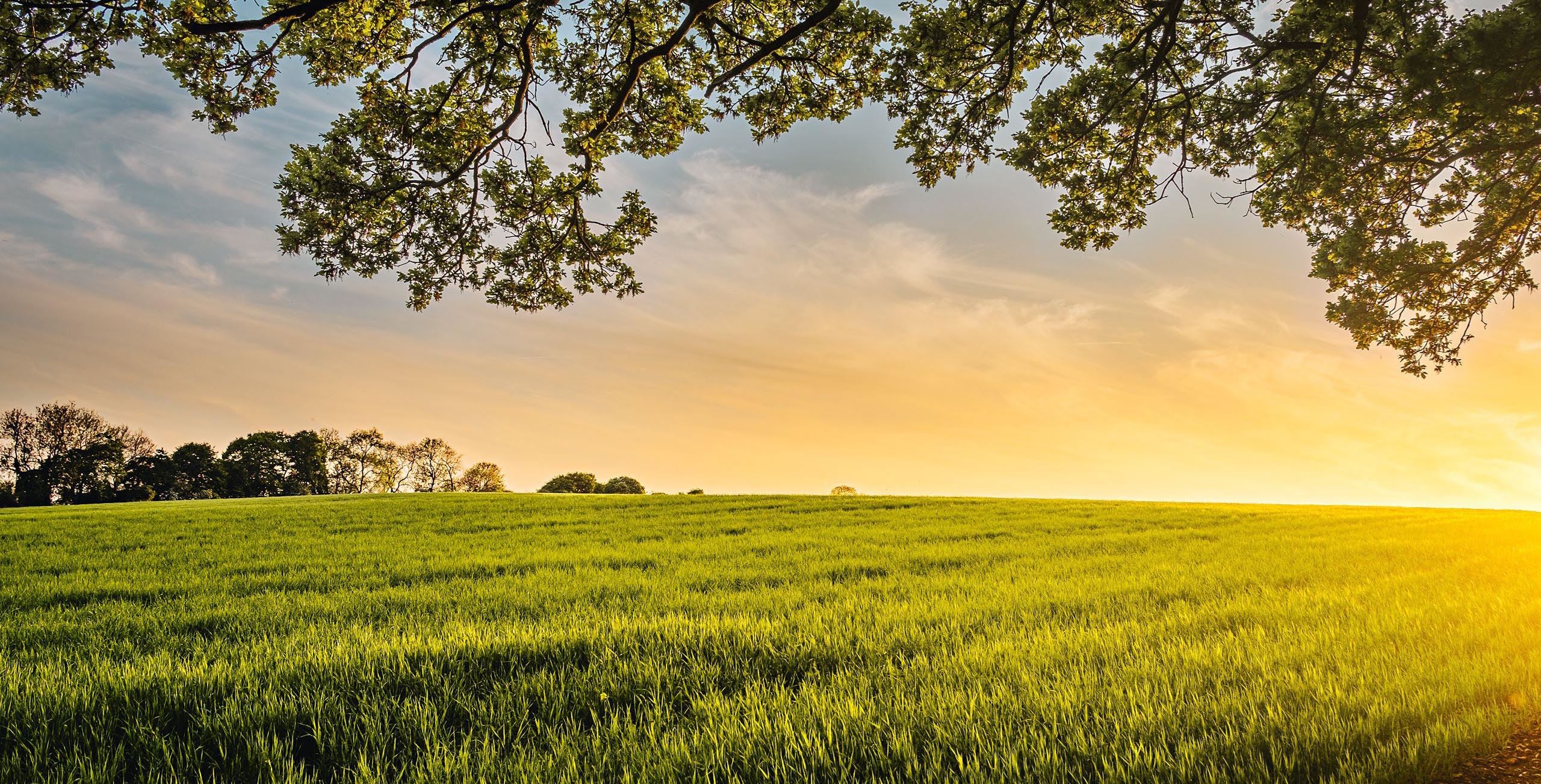 Sunset over wheat field. Tree in the foreground.