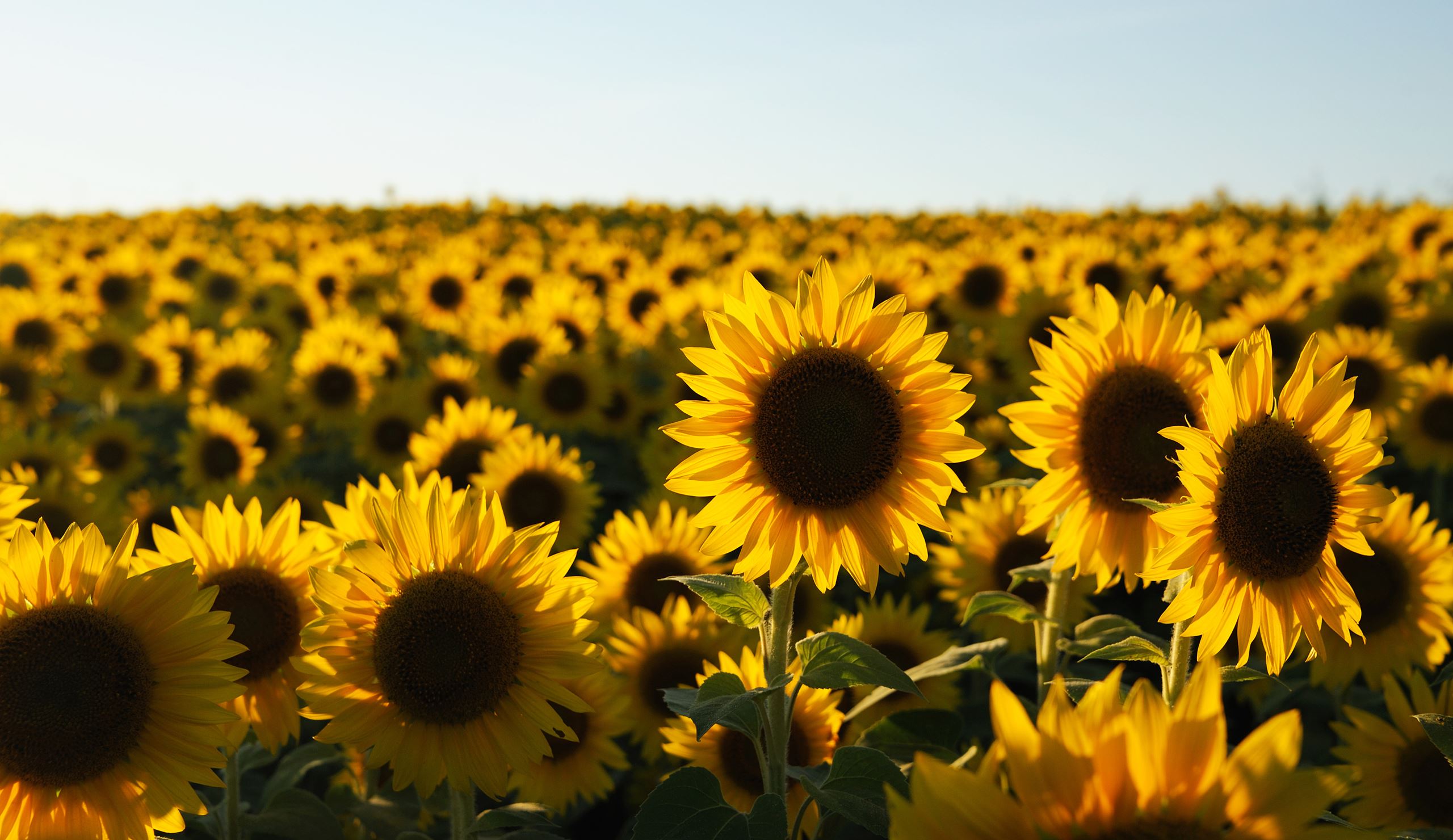 Sunflower field