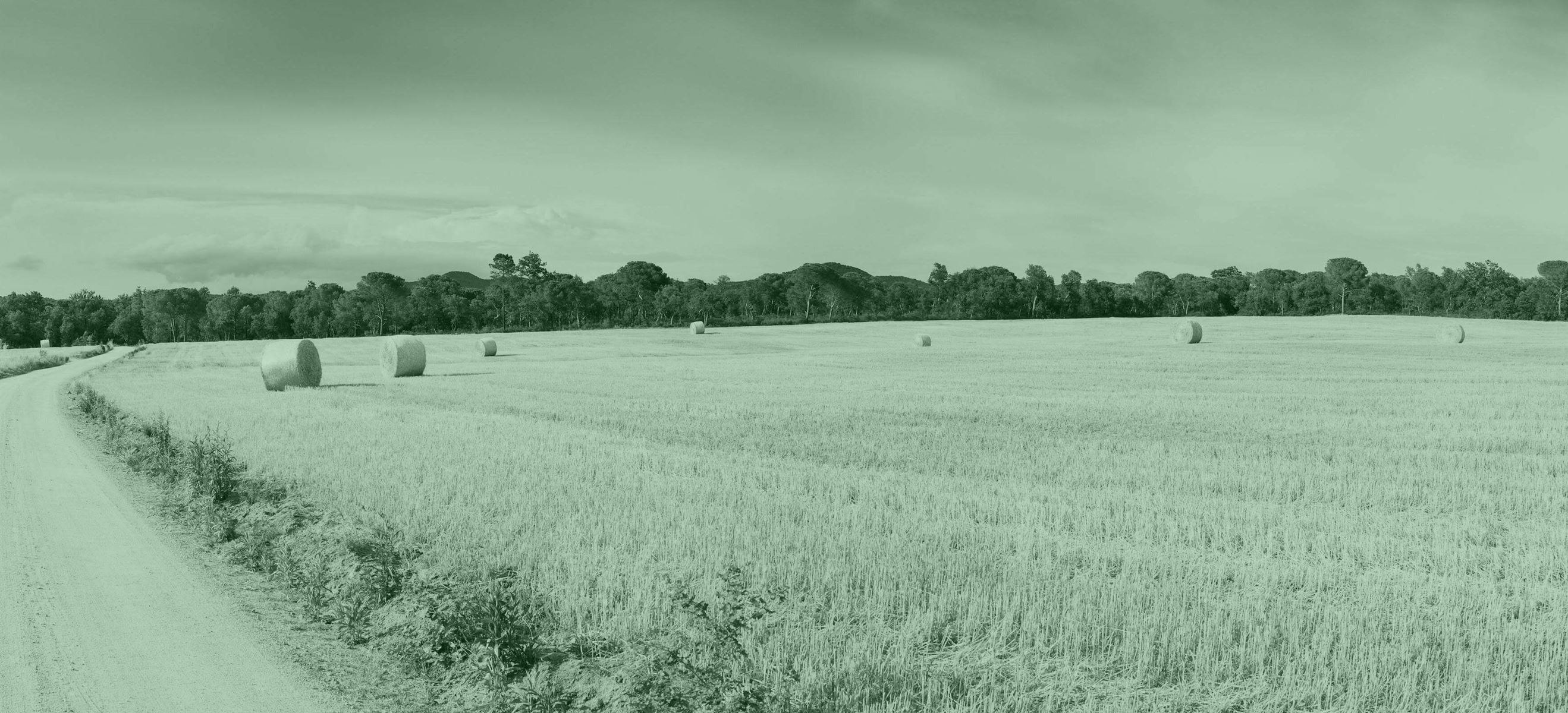 Wheat field with a tree row in the background